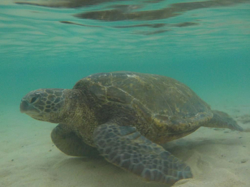 Schildkröte Maui
